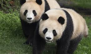 Image result for pandas