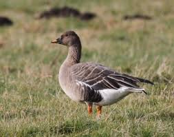 Attēlu rezultāti vaicājumam “Anser serrirostris adult”