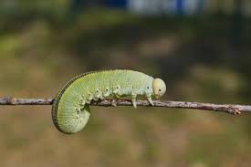 Attēlu rezultāti vaicājumam “Cimbex femoratus larva”