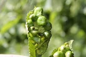 Attēlu rezultāti vaicājumam “Tetraneura ulmi”