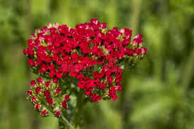 Attēlu rezultāti vaicājumam “Achillea millefolium bud”