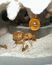 Attēlu rezultāti vaicājumam “Enteridium corticatum young”