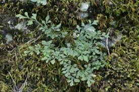 Attēlu rezultāti vaicājumam “Asplenium ruta-muraria”