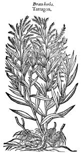 Image result for Artemisia dracunculus