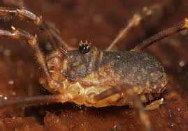 Attēlu rezultāti vaicājumam “Lophopilio palpinalis”