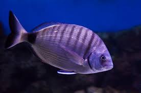 Image result for Diplodus cadenati