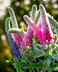 Attēlu rezultāti vaicājumam “Veronica longifolia flower”