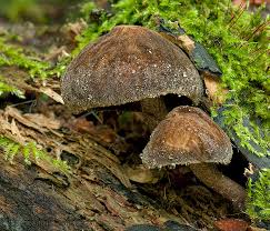 Attēlu rezultāti vaicājumam “Pluteus umbrosus”