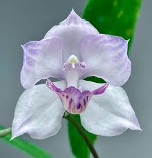 Attēlu rezultāti vaicājumam “Arthonia byssacea”