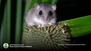 Attēlu rezultāti vaicājumam “Pogonatum dentatum”