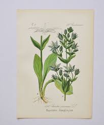 Attēlu rezultāti vaicājumam “Swertia perennis leaf”