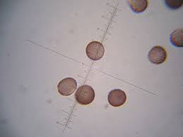 Attēlu rezultāti vaicājumam “Microbotryum tragopogonis - pratensis”