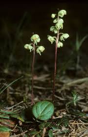Attēlu rezultāti vaicājumam “Pyrola chlorantha leaf”