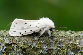Attēlu rezultāti vaicājumam “Spilosoma lubricipeda”