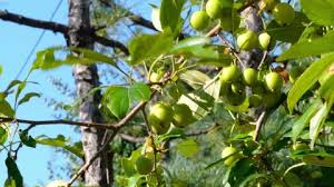 Attēlu rezultāti vaicājumam “Malus prunifolia fruit”