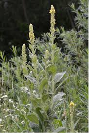 Attēlu rezultāti vaicājumam “Verbascum thapsus”