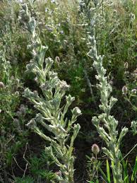 Attēlu rezultāti vaicājumam “Filago arvensis”