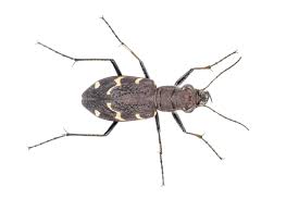 Attēlu rezultāti vaicājumam “Cicindela sylvatica imago”