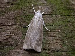 Attēlu rezultāti vaicājumam “Calamotropha paludella”