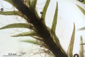 Attēlu rezultāti vaicājumam “Hymenostylium recurvirostrum”