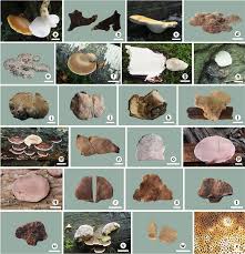 Attēlu rezultāti vaicājumam “Buglossoporus quercinus”