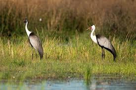 Attēlu rezultāti vaicājumam “Gruiformes”
