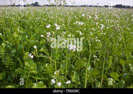 Image result for Raphanus sativus ssp. Oleiformes