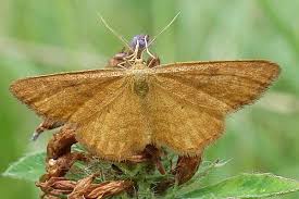 Attēlu rezultāti vaicājumam “Idaea serpentata”