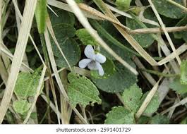 Attēlu rezultāti vaicājumam “Viola palustris”