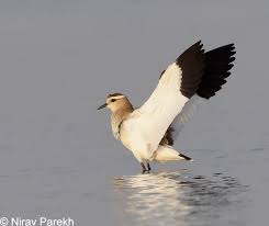 Image result for Vanellus gregarius