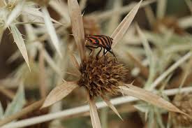 Attēlu rezultāti vaicājumam “Graphosoma lineatum imago”