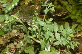 Attēlu rezultāti vaicājumam “Berula erecta leaf”
