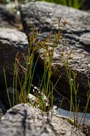 Attēlu rezultāti vaicājumam “Juncus squarrosus”
