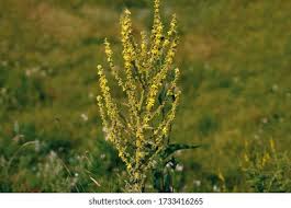 Attēlu rezultāti vaicājumam “Juncaginaceae”