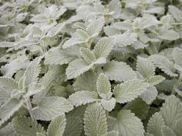 Attēlu rezultāti vaicājumam “Nepeta x faassenii leaf”