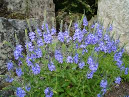 Attēlu rezultāti vaicājumam “Veronica austriaca subsp. teucrium leaf”
