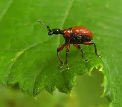 Attēlu rezultāti vaicājumam “Apoderus coryli”