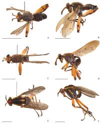 Attēlu rezultāti vaicājumam “Sciomyzidae”