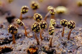 Attēlu rezultāti vaicājumam “Physarum murinum macro”