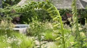 Image result for Digitalis lutea