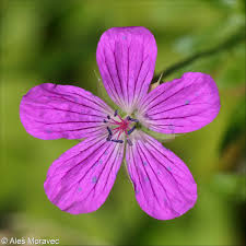 Attēlu rezultāti vaicājumam “Geranium palustre flower”