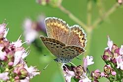 Attēlu rezultāti vaicājumam “Plebejus argus / Plebejus idas”
