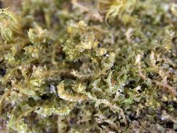 Attēlu rezultāti vaicājumam “Lophozia longidens”