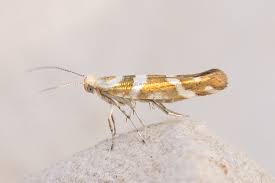 Attēlu rezultāti vaicājumam “Argyresthia goedartella”
