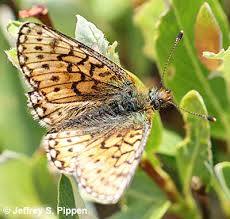 Attēlu rezultāti vaicājumam “Boloria eunomia”