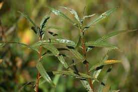 Attēlu rezultāti vaicājumam “Salix Vetrix”