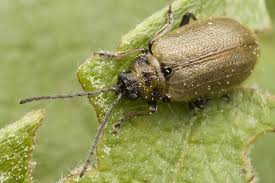 Attēlu rezultāti vaicājumam “Lochmaea caprea”