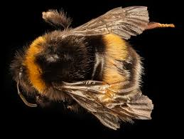 Attēlu rezultāti vaicājumam “Bombus terrestris”