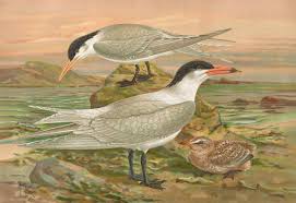 Attēlu rezultāti vaicājumam “Sterna”