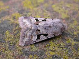 Attēlu rezultāti vaicājumam “Orthosia gothica”